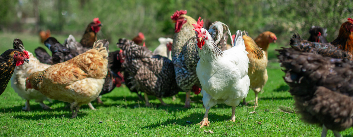 rooster and chickens graze on green grass