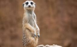 cute meerkat suricata